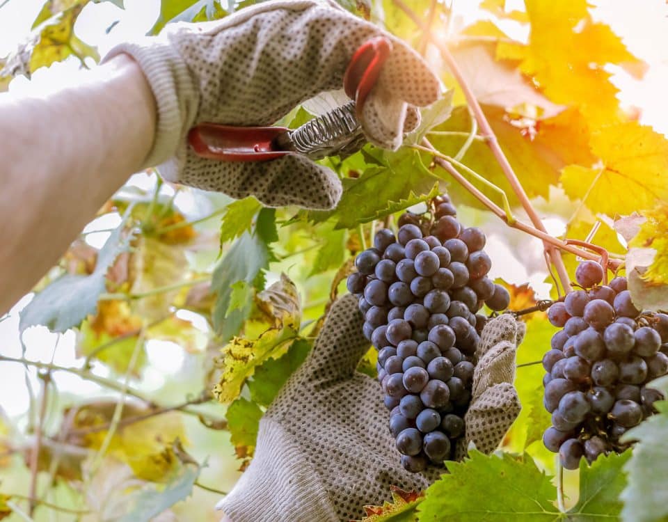 Magnum vendange le logiciel qui simplifie la gestion du pressoir