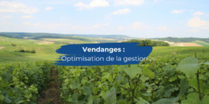 vendanges